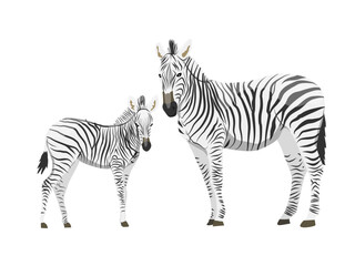 African zebra and its cub. Animals of Africa. Plains zebra Equus quagga or common zebra. Vector realistic animal