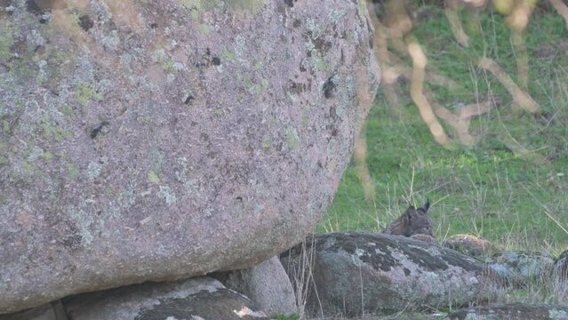 The Iberian, or Spanish Lynx (Lynx pardinus) is one of the most endangered wild cat species in the world. Cleans itself in typical environment of National Park Sierra de Andujar, Andalusia, Spain. 4K