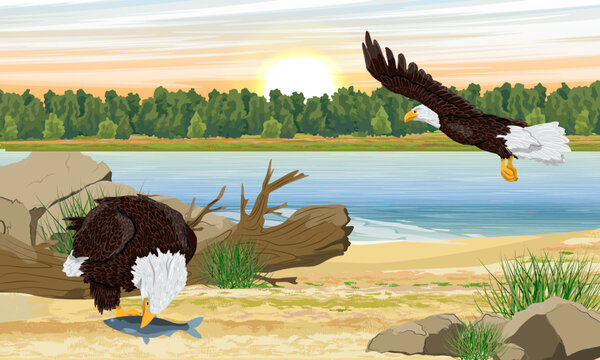 A flock of bald eagles is fishing near the river. River bank with vegetation and stones. Realistic vector landscape