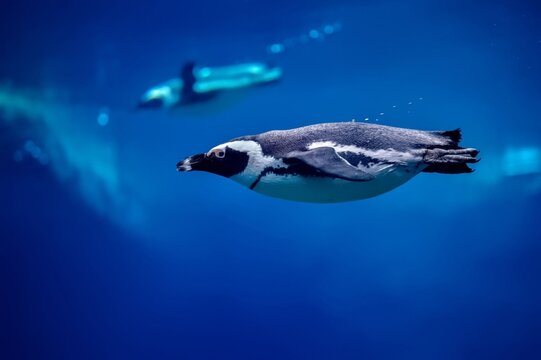 Blue Sea Turtle