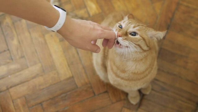 Top view on ginger cat sitting on wooden parquet floor. Fluffy curious pet sniffs and bites woman's hand.