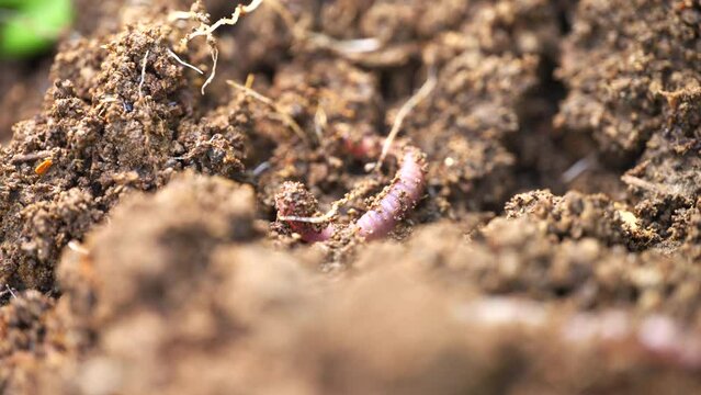 Red Worm wiggling in freshly turned soil compost, vermiculture, close up