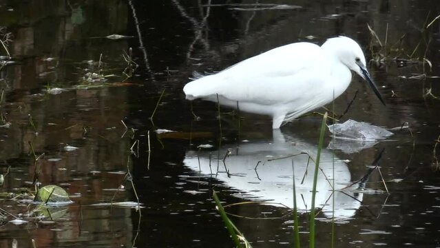A pretty, slender white egret (Egretta garzetta) fishing for crayfish in a marsh with clear water but some floating debris