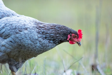 chicken hen looking for food