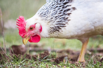  Rooster looking down for food on the grass