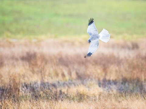 marsh harrier in flight