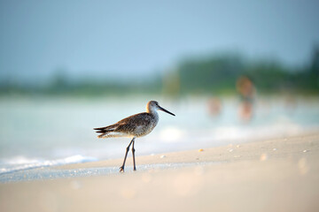 Large-Billed Dowitcher wild sea bird looking for food on seaside in summer