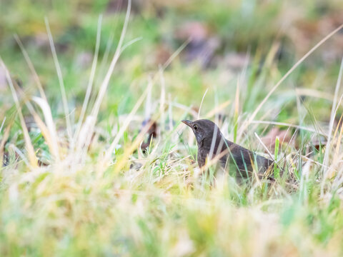  Female common blackbird green background