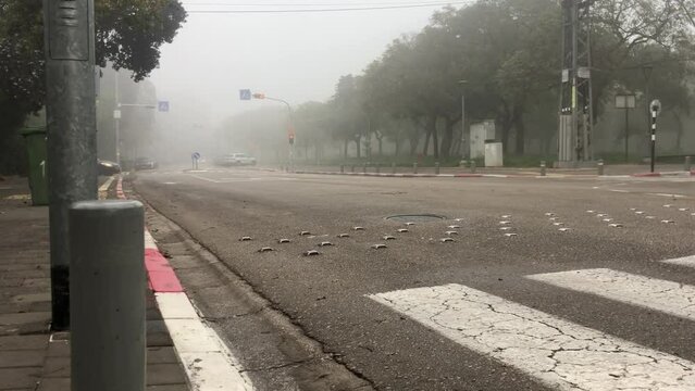 Road in big town with markup of crosswalk, parking prohibitions, metal strip and traffic lights at crossroad. Early morning, fog, bad visibility, on street deserted.