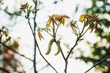 Walnut blooms. Walnuts young leaves and inflorescence on a city background. flower of walnut on the branch of tree in the spring. Honey plants Ukraine. Collect pollen from flowers and buds