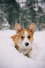 Portrait of welsh corgi pembroke puppy in snowy winter forest