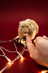 Adorable pet hamster in pot