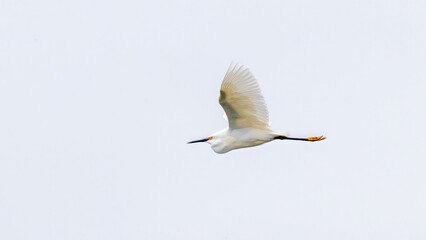 Egret Flying