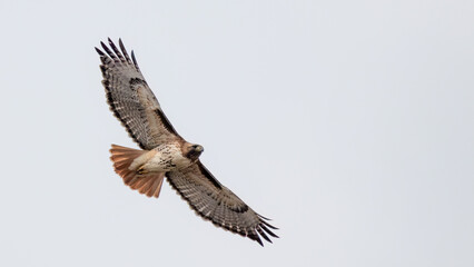 Hawk Flying