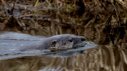 River Otter