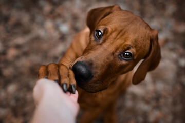 Rhodesian ridgeback puppy dog gives paw outdoors. Friendship and trust