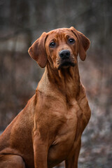 Rhodesian ridgeback puppy dog close up portrait at nature