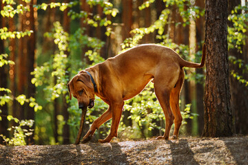 Rhodesian ridgeback dog playing with stick