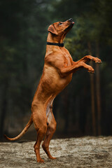 Rhodesian ridgeback dog doing tricks standing on two hind legs