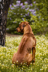 Rhodesian Ridgeback turning round showing its ridge