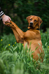 Rhodesian ridgeback dog gives paw outdoors. Friendship and trust
