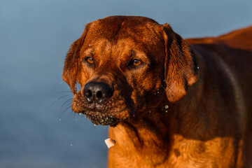 Rhodesian ridgeback dog close up portrait catching food