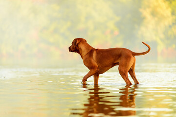 Rhodesian ridgeback dog standing at water watching