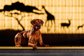 Rhodesian ridgeback dog in front of african nature silhouettes