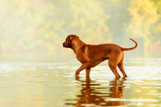 Rhodesian ridgeback dog standing at water watching