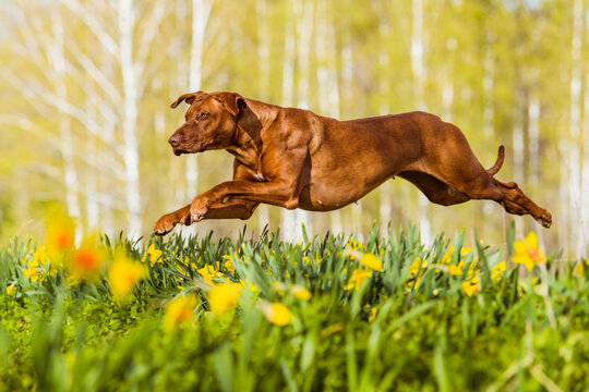 active rhodesian ridgeback dog jumping above narcissus daffodil flowers