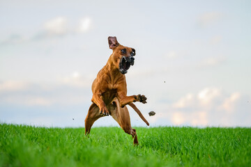 Active rhodesian ridgeback dog running catching flying disk outdoors