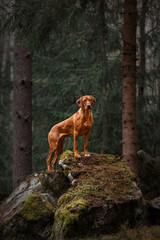 rhodesian ridgeback dog standing on stone at forest mountains landscape