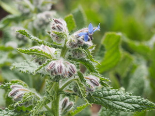 ハーブ　ボリジ　花