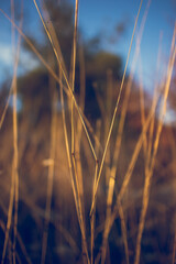 Fototapeta premium Dry grass