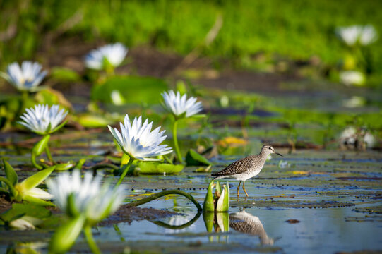 Common greenshank (Tringa nebularia) in amongst water lilies. Mashatu, Northern Tuli Game Reserve. Botswana