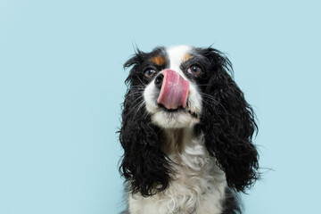 Cute cavalier charles king spaniel dog licking its lips with tongue. Isolated on blue pastel background - obrazy, fototapety, plakaty
