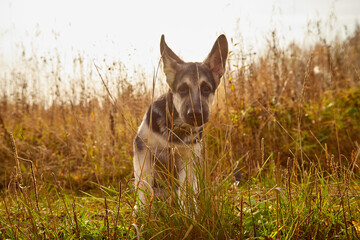 Naklejka na ściany i meble Dog German Shepherd on nature landscape in an autumn or summer day