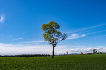 Fototapeta na wymiar Lonely tree in a green meadow