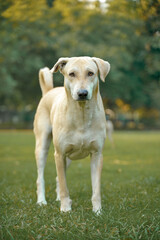 Indian homeless dog at park