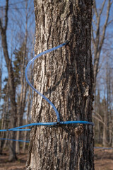 Collecting sap with modern plastic tubing.  Maple sugaring.  Sugaring. Sap lines.  Maple tubing...