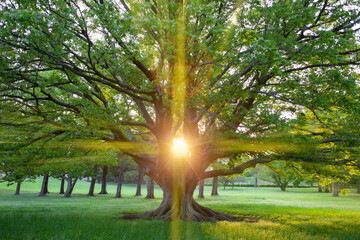 Fototapeta tree sunlight obraz