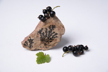 Creative currant berries on stones of a similar color. Natural colors of the living and inanimate.