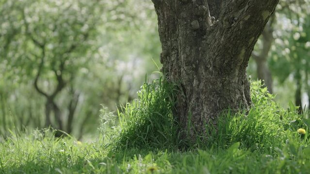 Slow motion shot of big apple tree in a garden