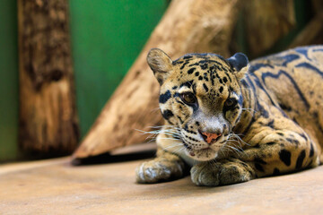 Leopard close-up. Background with selective focus and copy space