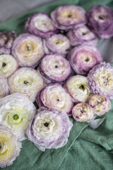 Ranunkel Blüten, Fatlay Frühling, Blume weiß lila