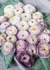 Ranunkel Blüten, Fatlay Frühling, Blume weiß lila