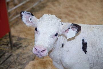 Holstein calf standing in a nursery on a dairy farm located in Quebec, Canada. 