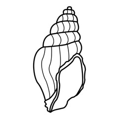 Sea shell for coloring book. Seashell vector illustration isolated on white background