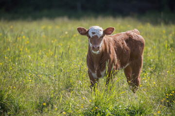 Beef cattle calf is standing in a field on a beautiful summer day. 