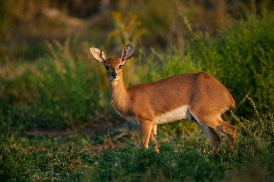 Steenbok (Raphicerus campestris). Mashatu, Northern Tuli Game Reserve. Botswana